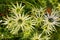 Sea Holly, Eryngium flower