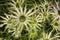 Sea Holly, Eryngium flower