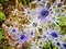 Sea Holly, Eryngium flower