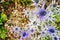 Sea Holly, Eryngium flower