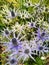 Sea Holly, Eryngium flower