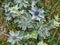 Sea holly eryngium leaves and flowers