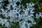 Sea holly, Eryngium maritimum