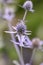 Sea Holly Eryngium palmatum metallic-blue flower