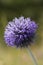 Sea holly flower