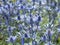 Sea holly flowers, Eryngium x zabelii Big Blue