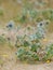 A sea holly growing on sand dunes in France