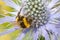 Sea Holly with large bumble bee close up