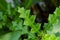 Sea holly leaves (Acanthus ebracteatus)