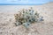 Sea holly on loe beach