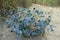 Sea holly on sand dune