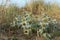 Sea holly on sand dune