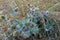 Sea holly on sand dune