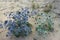 Sea holly on sand dune