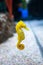 Sea horse in aquarium. These seahorses live in the warm seas around Indonesia, Philippines and Malaysia