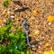 Sea horse on pebble background and seaweed.