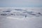 Sea ice in the Weddell Sea