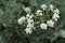 Sea kale Crambe maritima