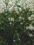 Sea Kale or Crambe maritima white flowers in sand. Green halophytic flowering cabbage plant grows along coast