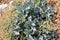 Sea kale growing on the pebble beach of Dover, UK.