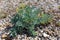 Sea Kale on Shingle Beach