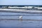 Sea landscape, seagull sitting on the beach