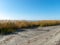 Sea landscape with white sand and reeds, calm autumn day