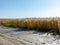 Sea landscape with white sand and reeds, calm autumn day