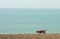 Sea lanscape with stray dog seaside beach photo