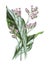 Sea Lavender or Limonium latifolium flower. Plumbaginaceae family. hand drawn field flowers illustration. Vintage and antique flow