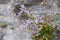 Sea lavender - Limonium vulgare flower Plumbaginaceae; Caryophyllales blooming in july at salt-rich sea coasts in the wadden sea
