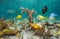 Sea life in the Caribbean sea underwater
