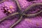 Sea life close up Suenson brittle star over sponge