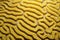 Sea life grooved brain coral labyrinth