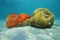 Sea life red boring sponge and grooved brain coral