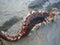 Sea life strange creature like an alien worm marco shoot background fine post card