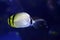 Sea life Vagabond Butterfly fish Chaetodon vagabundus inside aquarium