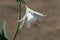 Sea lillies, white Pancratium maritimum on natural sand background