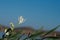 Sea lillies, white Pancratium maritimum on natural sand background