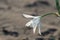 Sea lillies, white Pancratium maritimum on natural sand background