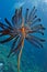 Sea Lily feather Star on top of coral. Underwater photography, Philippines