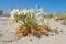 Sea lily ,Pancratium maritimum,