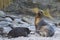 Sea Lion abducting a Southern Elephant Seal pup in the Falkland Islands