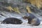 Sea Lion abducting a Southern Elephant Seal pup in the Falkland Islands