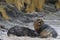 Sea Lion abducting a Southern Elephant Seal pup in the Falkland Islands