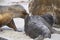 Sea Lion abducting a Southern Elephant Seal pup in the Falkland Islands