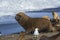 Sea lion, adult male, in breeding colony