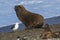 Sea lion, adult male, in breeding colony