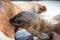 Sea Lion Baby Feeding