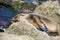 Sea Lion baby - puppy seal - on the beach, La Jolla, California.